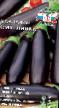 Eggplant  Smuglyanka grade Photo