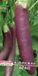 Eggplant varieties Arap Photo and characteristics