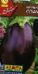 une aubergine  Sofya l'espèce Photo