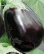 une aubergine  Klorinda F1  l'espèce Photo