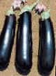 Eggplant varieties Mirabella F1  Photo and characteristics