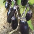 Eggplant varieties Snork Photo and characteristics