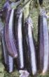une aubergine  Korol rynka l'espèce Photo