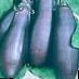 une aubergine les espèces Sirenevyjj tuman Photo et les caractéristiques