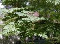 Trädgårdsblommor Japansk Angelica Träd, Aralia lila Fil