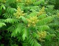 green Flower Smooth Sumac Photo and characteristics