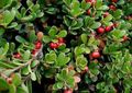 Zahradní květiny Medvědice Lékařská, Kinnikinnick, Manzanita, Arctostaphylos uva-ursi červená fotografie