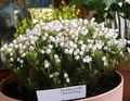 bianco Fiore Montagna Erica foto e caratteristiche