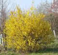 Градински цветове Forsythia жълт снимка