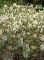 Λουλούδια κήπου Μάγισσα Σκλήθρα, Fothergilla λευκό φωτογραφία