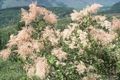 Gartenblumen Creme Busch, Gischt, Holodiscus rosa Foto