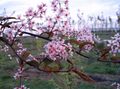 庭の花 鳥チェリー、チェリープラム, Prunus Padus ピンク フォト
