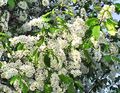 庭の花 鳥チェリー、チェリープラム, Prunus Padus ホワイト フォト