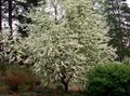 Градински цветове Птица Череша, Джанка, Prunus Padus бял снимка