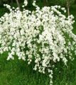 Kerti Virágok Gyöngyház Bokor, Exochorda fehér fénykép