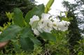 Gartenblumen Pearl Busch, Exochorda weiß Foto