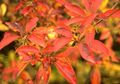 les fleurs du jardin Enkianthus orange Photo