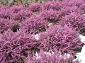 Zahradní květiny Skotská Vřesoviště, V Zimě Vřesoviště, Erica růžový fotografie