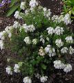 biely Kvetina Škótska Vresoviská, V Zime Vresoviská fotografie a vlastnosti