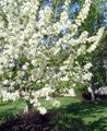 Ogrodowe Kwiaty Jabłoni Ozdobnych, Malus biały zdjęcie