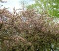 Садові Квіти Яблуня, Malus рожевий Фото