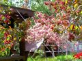 Ogrodowe Kwiaty Jabłoni Ozdobnych, Malus różowy zdjęcie