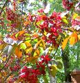 Dārza Ziedi Apple Dekoratīvo, Malus burgundietis Foto