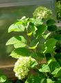 庭の花 スムーズなアジサイ、野生のアジサイ、sevenbark, Hydrangea arborescens 緑色 フォト