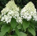 bijela Cvijet Metlice Hortenzija, Drvo Hortenzija Foto i karakteristike