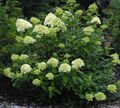 მწვანე ყვავილების Panicle Hydrangea, ხე Hydrangea სურათი და მახასიათებლები