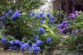 მუქი ლურჯი ყვავილების საერთო Hydrangea, Bigleaf Hydrangea, ფრანგი Hydrangea სურათი და მახასიათებლები