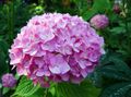 rosa Blomst Vanlig Hortensia, Bigleaf Hortensia, Fransk Hortensia Bilde og kjennetegn