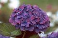 Vrtne Cvjetovi Zajednička Hortenzija, Bigleaf Hortenzija, Francuski Hortenzija, Hydrangea hortensis ljubičasta Foto