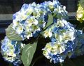 Tuin Bloemen Gemeenschappelijke Hortensia, Bigleaf Hortensia, Frans Hortensia, Hydrangea hortensis light blue foto