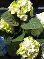 bláthanna gairdín Hydrangea Coitianta, Hydrangea Bigleaf, French Hydrangea, Hydrangea hortensis glas Photo