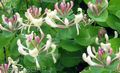 Садовые Цветы Жимолость каприфоль, Lonicera caprifolium розовый Фото