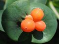 Бақша Гүлдер Perfoliate Ырғай, Lonicera caprifolium ақ Фото