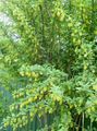 Садовые Цветы Барбарис обыкновенный, Berberis желтый Фото