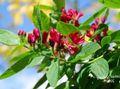 Flores de jardín Madreselva Tatarian, Lonicera tatarica rojo Foto