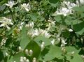 Hage blomster Tatarian Kaprifol, Lonicera tatarica hvit Bilde