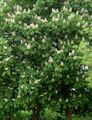 I fiori da giardino Ippocastano, Albero Conker, Aesculus hippocastanum bianco foto