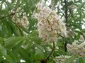 庭の花 トチノキ、トチの実の木, Aesculus hippocastanum ホワイト フォト