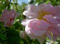 Záhradné kvety Rosa ružová fotografie