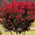 roșu Floare Doliu Mirt, Crep Mirt fotografie și caracteristici