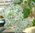 I fiori da giardino Crape Mirto, Crepe Myrtle, Lagerstroemia indica lilla foto