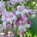 les fleurs du jardin Baie Beauté, Callicarpa rose Photo