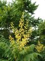 Flores do Jardim Árvore Chuva De Ouro, Goldenraintree Panicled, Koelreuteria paniculata amarelo foto