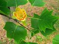 Tulpenboom, Gele Populier, Tulpen Magnolia, Whitewood