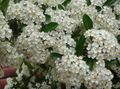 les fleurs du jardin Firethorn Écarlate, Pyracantha coccinea blanc Photo