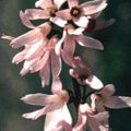 ვარდისფერი ყვავილების თეთრი Forsythia, კორეელი Abelia სურათი და მახასიათებლები